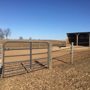 Paddocks are cleaned regularly ensuring shelter board horses have a clean dry space to eat and roam.