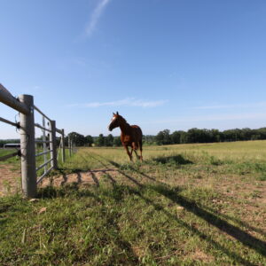 Paddocks and pastures are fenced with safe Horseguard fencing.