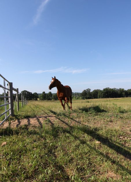 Paddocks and pastures are fenced with safe Horseguard fencing.